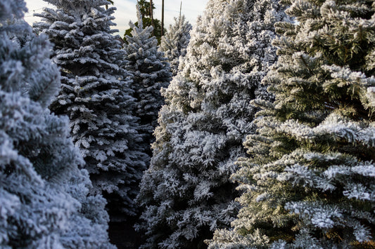 The Perfect Real Christmas Tree for Your Office or Business in London