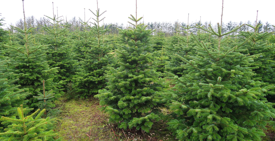 The Importance of Supporting Local UK Christmas Tree Farms: A London Perspective