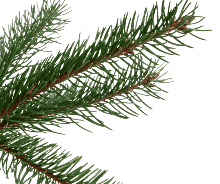 Norway spruce tree