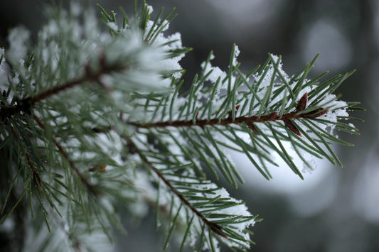 Choosing the Perfect Tree: Real vs. Artificial