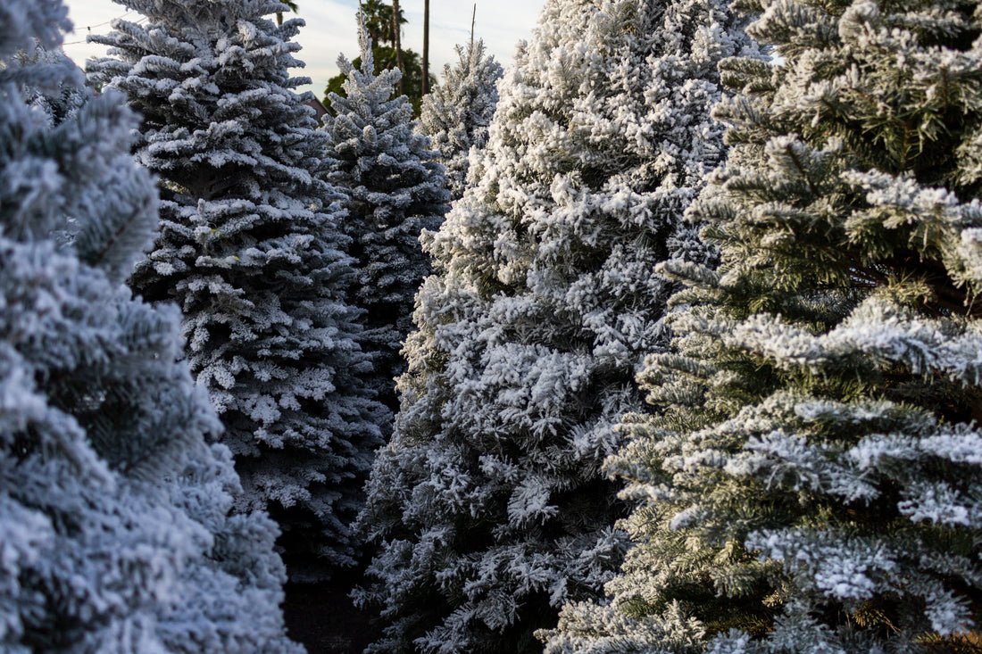 The Perfect Real Christmas Tree for Your Office or Business in London