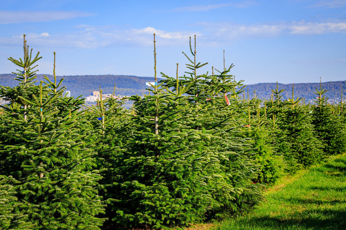 Making Memories: The Importance of Real Christmas Trees in Family Traditions in London