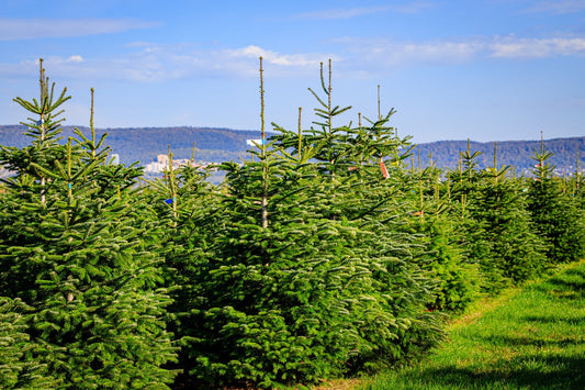 Making Memories: The Importance of Real Christmas Trees in Family Traditions in London