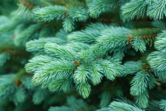 Real Christmas Trees vs. Artificial Christmas Trees: Which is the Better Choice for Your Family in London?