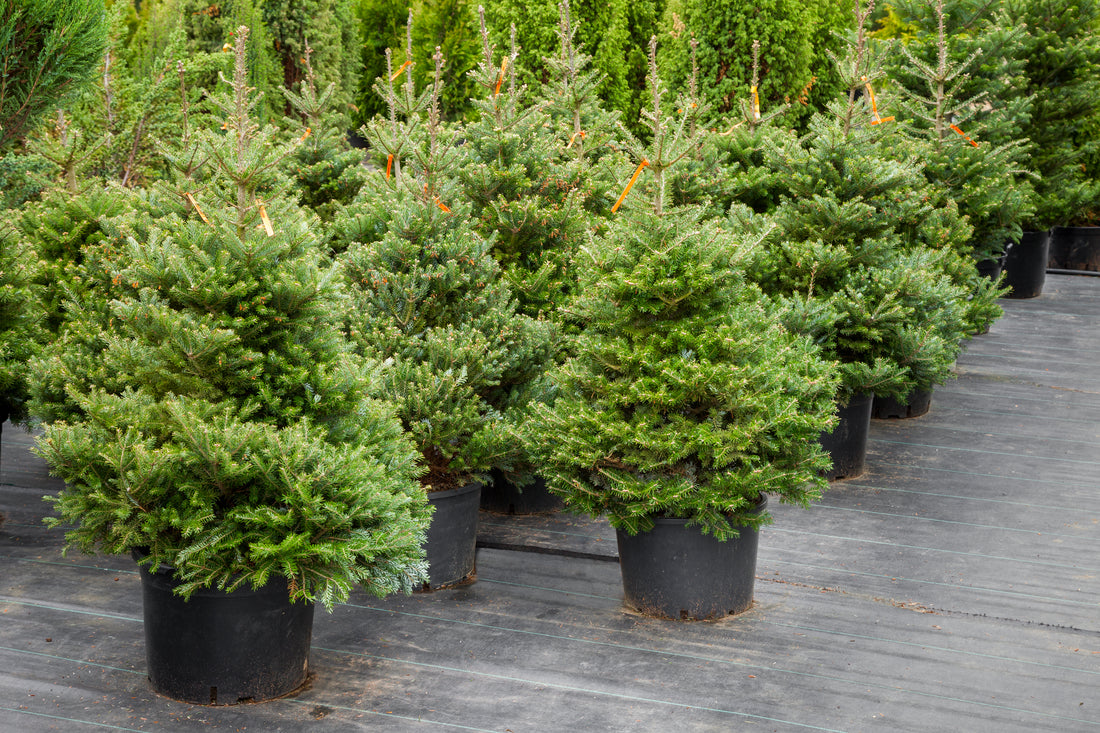 Creekside Christmas | Real Christmas Tree London Delivery & Buy Christmas Tree Online – Reliable Delivery in London