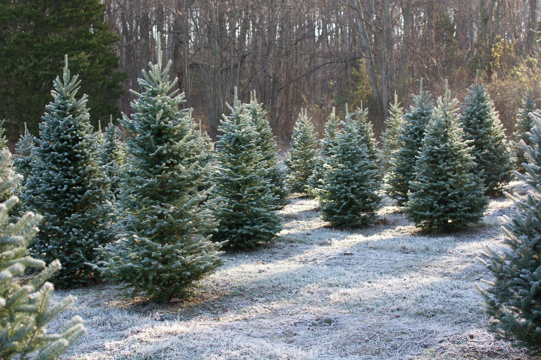 How to Keep Your Real Christmas Tree Fresh All Season