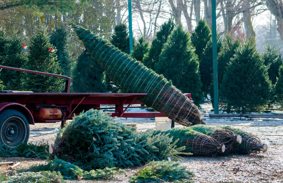 The Top 5 Most Popular Types of Real Christmas Trees in the UK: Find the Perfect Tree for Your Home
