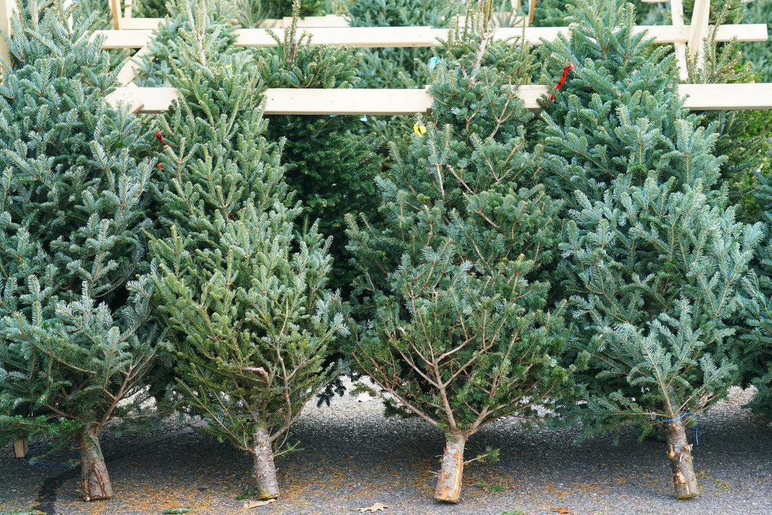 The Environmental Benefits of Choosing a Real Christmas Tree