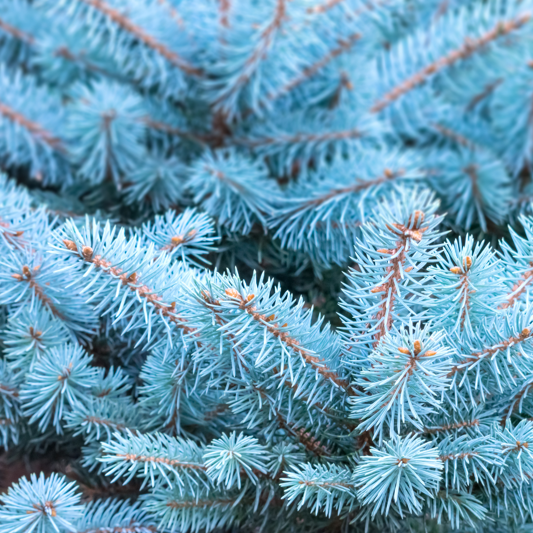 Blue Spruce