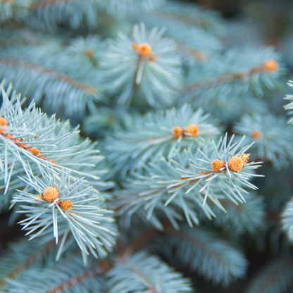 Blue Spruce