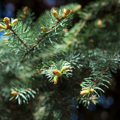 Noble Fir