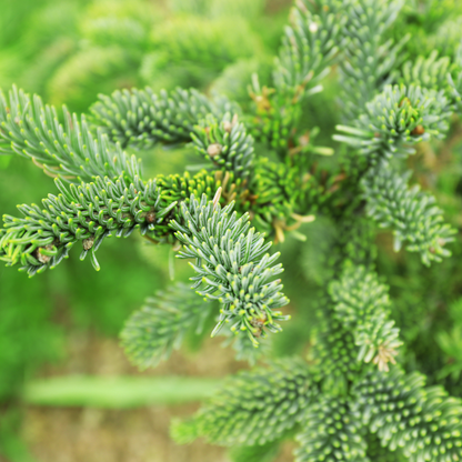 Noble Fir