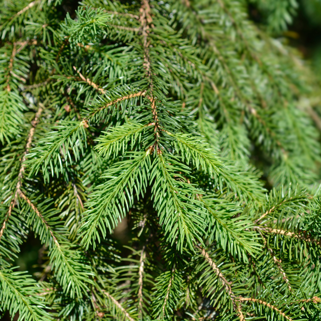 Norway Spruce