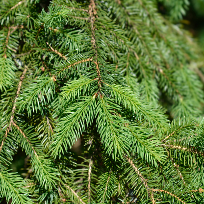 Norway Spruce