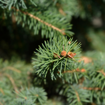 Norway Spruce