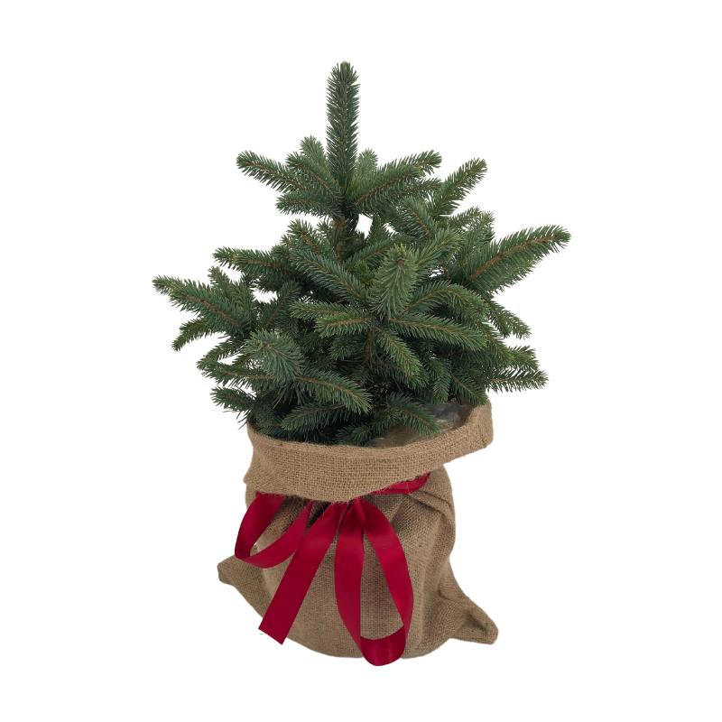 Blue Spruce Table Tree