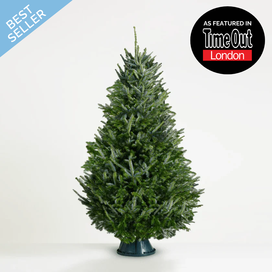 Fraser Fir