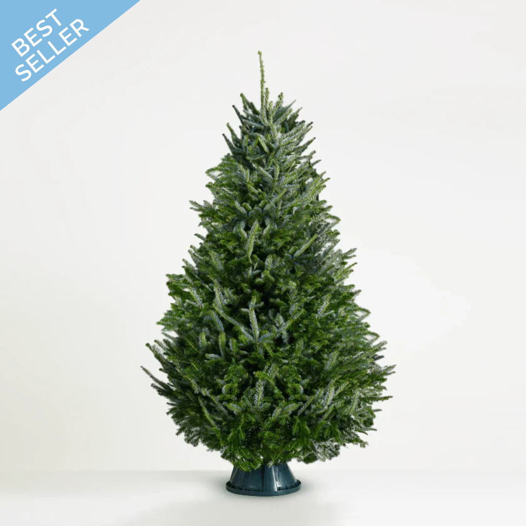 Fraser Fir