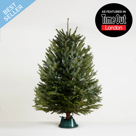 Nordmann Fir