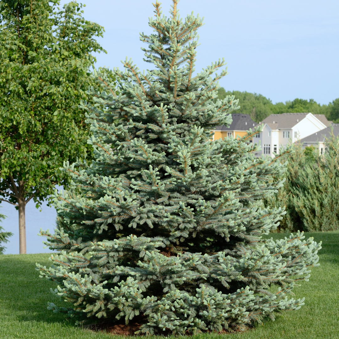 Blue Spruce