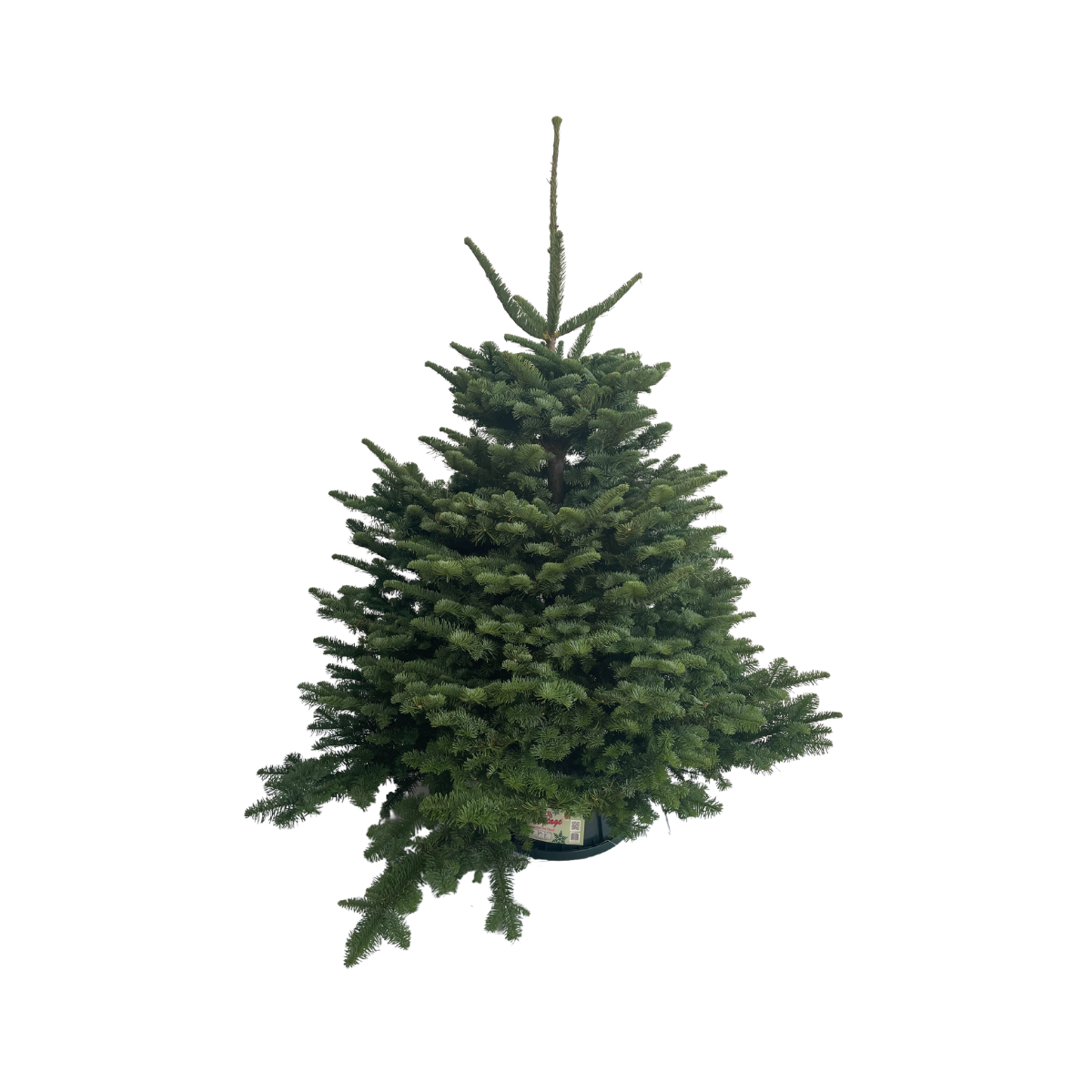 Noble Fir