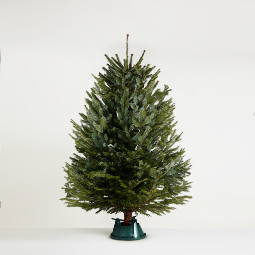 Nordmann Fir