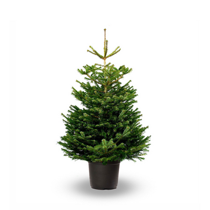 Nordmann Fir Potted