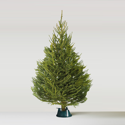 Norway Spruce