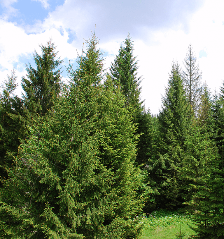 Norway spruce Christmas Trees