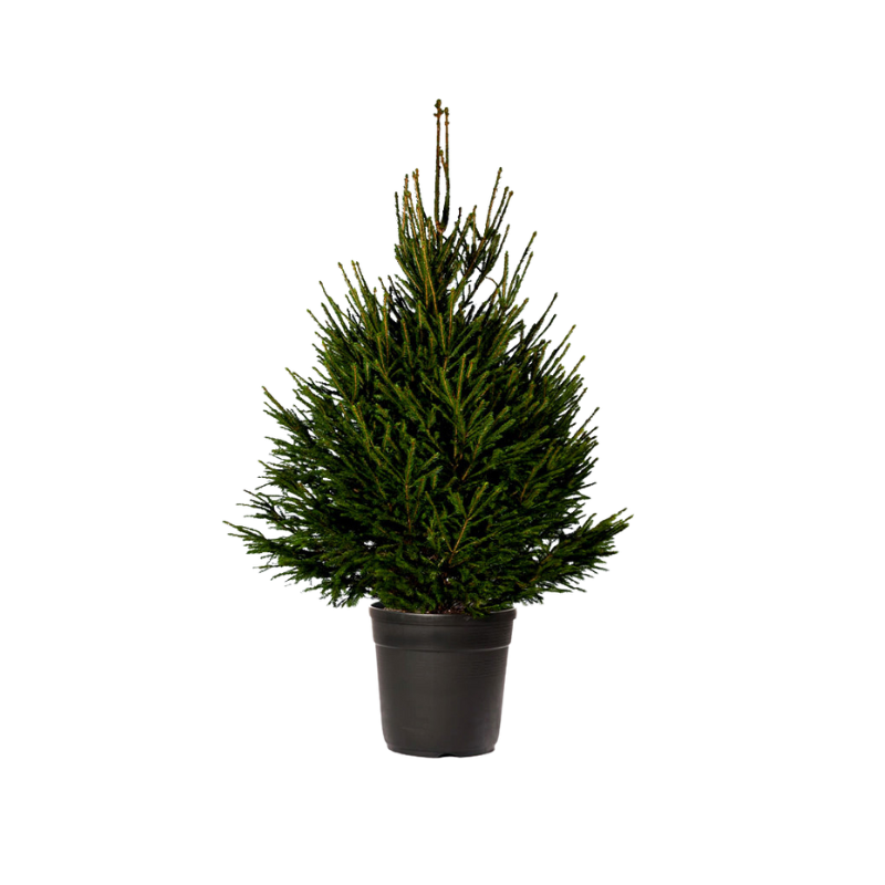 Norway Spruce Potted