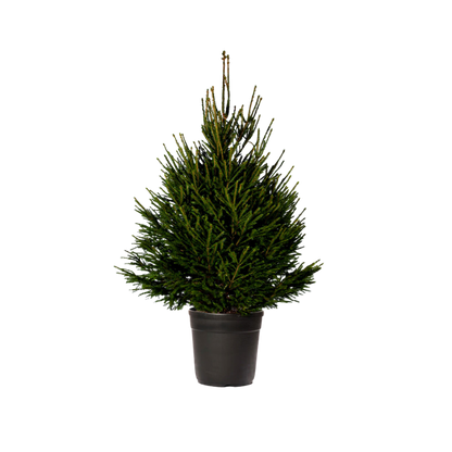 Norway Spruce Potted