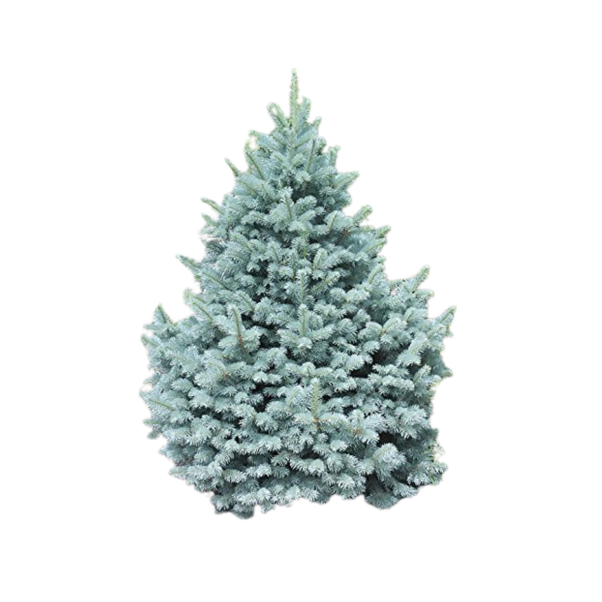 Blue Spruce