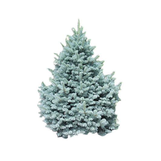 Blue Spruce