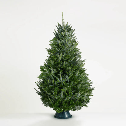 Fraser Fir