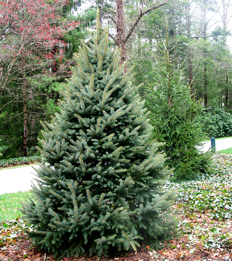 fraser fir trees