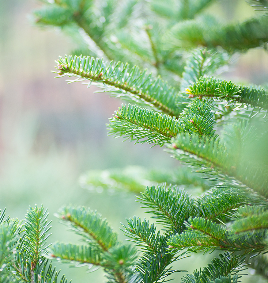 fraser fir christmas trees