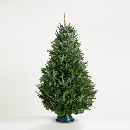 fraser fir christmas trees