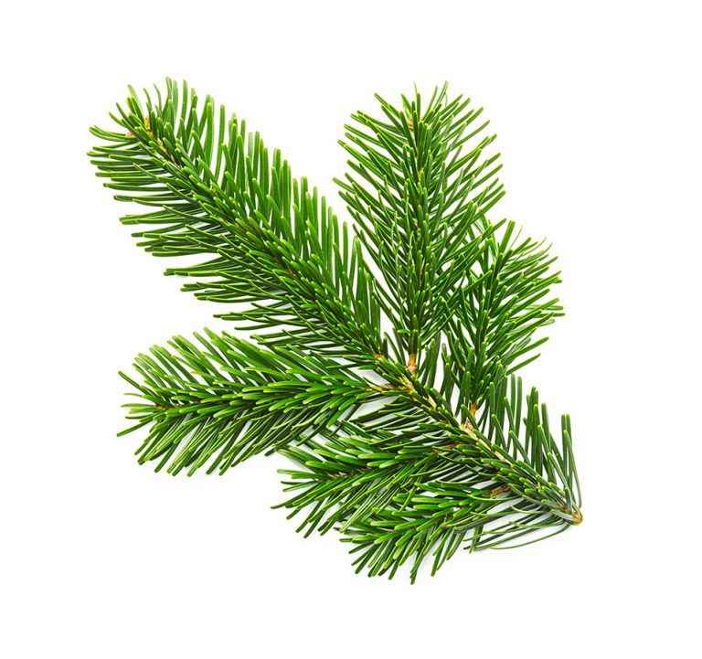 nordmann fir christmas trees