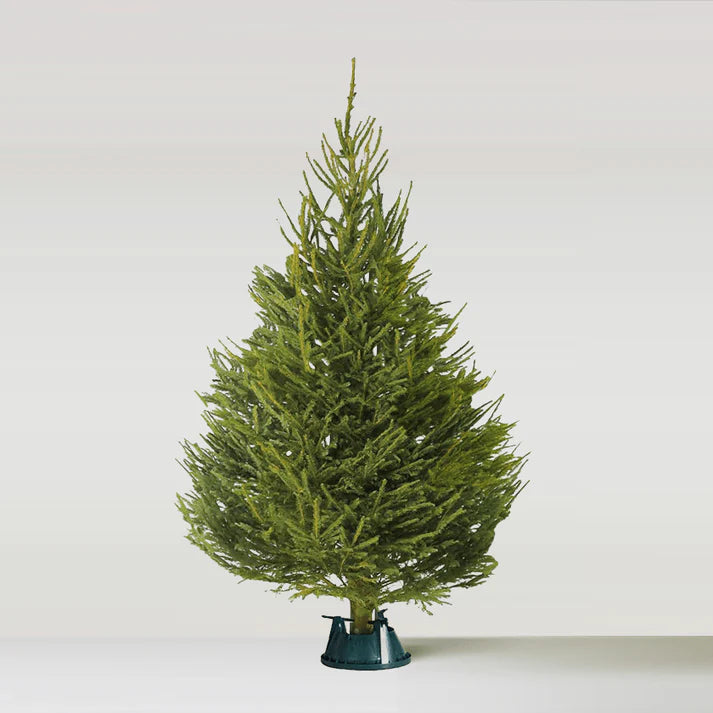 Norway Spruce Potted