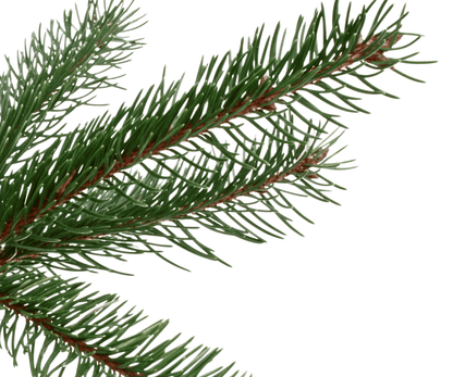 Norway Spruce (Outdoor) - Creekside Christmas